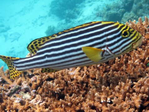 A hidden gem in the Maldives: The Oriental sweetlips fish