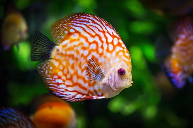 The Magical Moorish Idol Fish of the Maldives