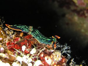 Fishing and Agriculture in the Maldives