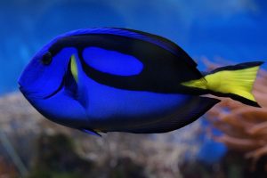 The Amazing Powder blue surgeonfish of Maldives